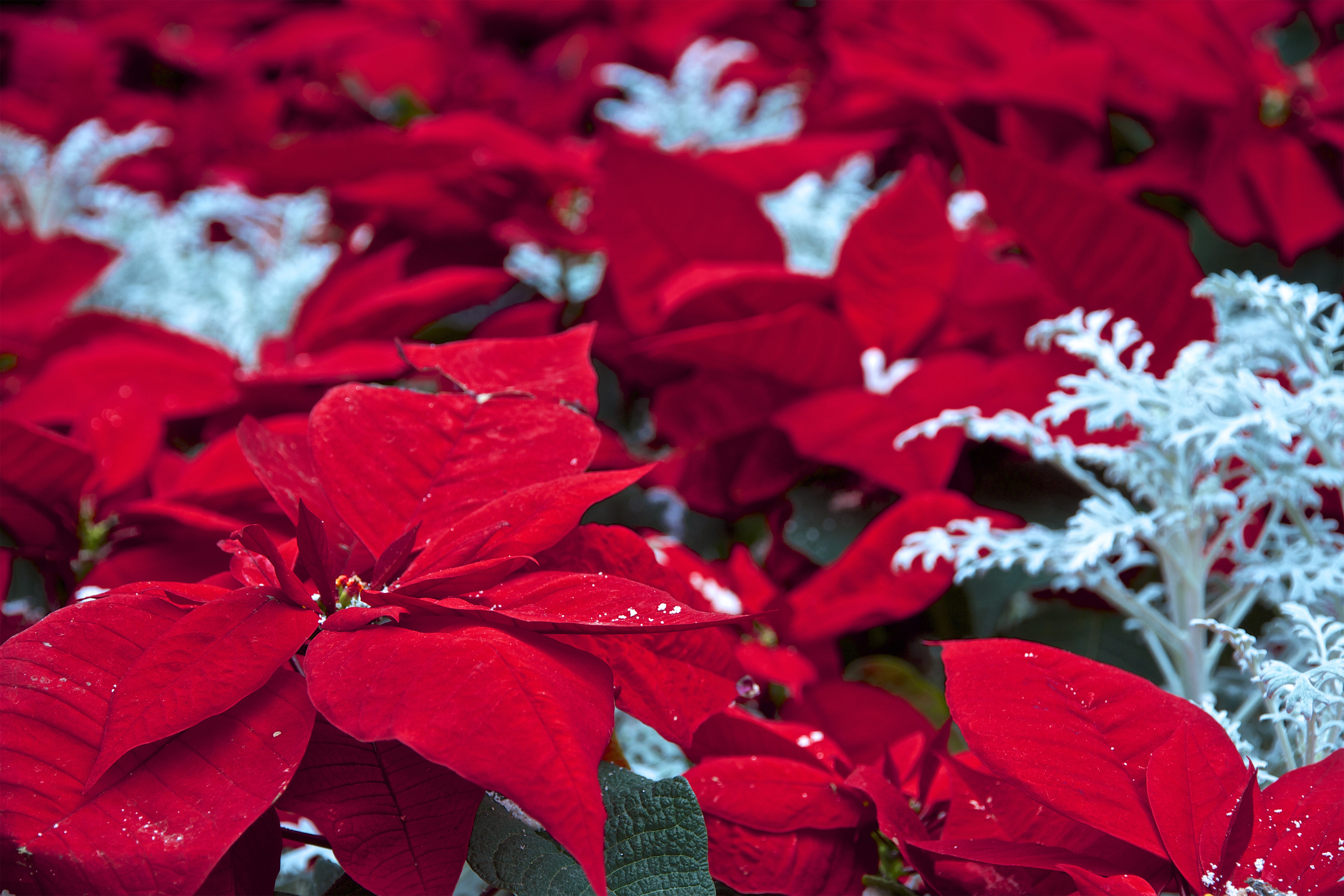 Stella Di Natale Non Fa Foglie Rosse.La Cura Della La Stella Di Natale 5 Consigli Su Come Sceglierla Fito