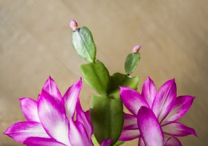 Christmas Cactus