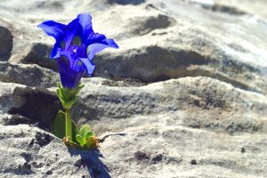 genziana fiore portafortuna