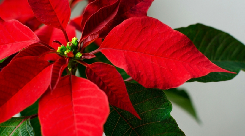 Stella Di Natale Fiore.La Cura Della La Stella Di Natale 5 Consigli Su Come Sceglierla Fito