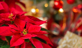 La Stella di Natale: come curarla e come scegliere quella giusta