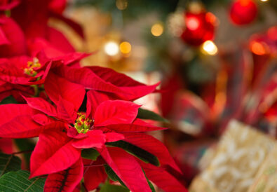 La Stella di Natale: come curarla e come scegliere quella giusta