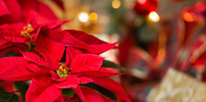 La Stella di Natale: come curarla e come scegliere quella giusta