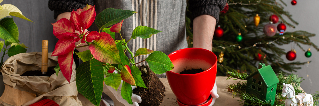 Annaffiatura e terriccio: elementi fondamentali