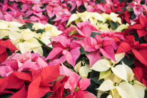 Le varietà delle Stelle di Natale