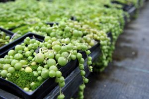 String of pearls o senecio a collana