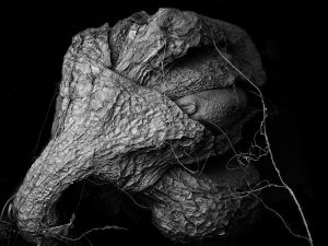 Matsuura Tomoya, Withered plant “Unknown” — larghezza dell’immagine 1,5 mm
