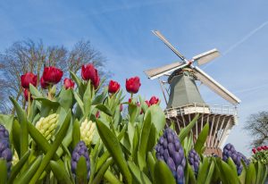 Fiori e mulini a vento in olanda a Keukenhof