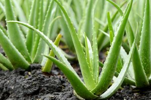 Piante di Aloe vera che crescono nel terreno