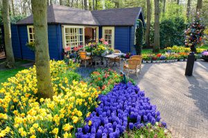 Tulipani viola e gialli a Keukenhof in Olanda