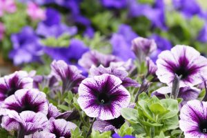 Petunia fiori indaco