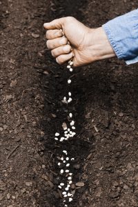 Ortaggi e fiori da seminare a febbraio