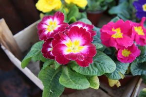 Primula Acaulis Vulgaris fiore rosa e giallo