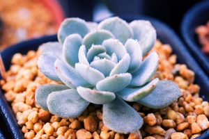 Echeveria succulenta close up