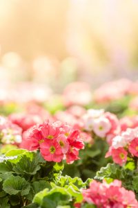 I fiori di primula rosa in giardino