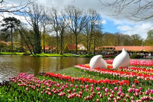 Il parco di KeuKenhof e la fioritura dei tulipani in Olanda