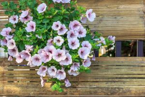 Petunia fiori rampicanti azzurri