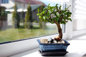 Quantità di luce per Bonsai