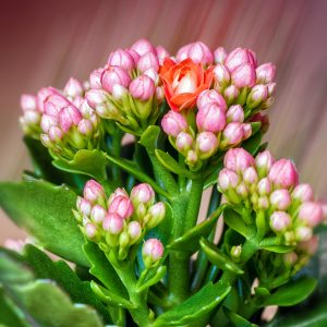 I fiori del Kalanchoe