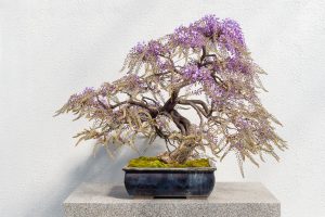 Bonsai di glicine