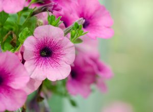 petunia fiori rosa