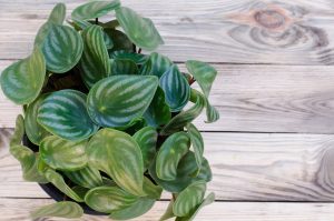 Peperomia con sfondo il legno