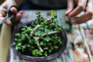 potare una pianta di bonsai