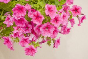 Petunia fiori in vaso