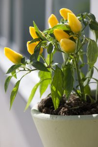 Pianta di peperoncino giallo