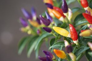 Peperoncino colore maturazione