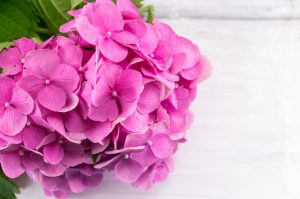 fiori di ortensia rosa