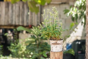 Stevia plant in old white pot.