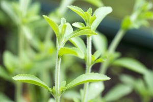 Fresh twigs at a Stevia (Rebaudiana) plant