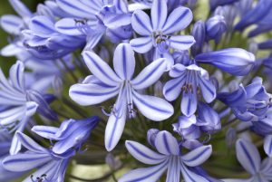 Agapanthus bulbo primaverile