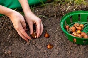 Semina di bulbi primaverili