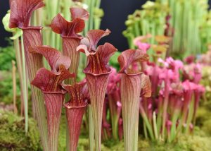 Sarracenia Purpurea carnivora