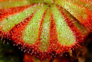 Drosera Capensis pianta carnivora domestica