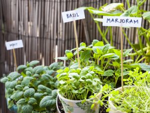 coltivazioni aromatiche in balcone