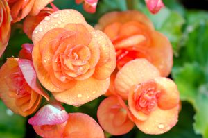 Begonia da piantare ad aprile