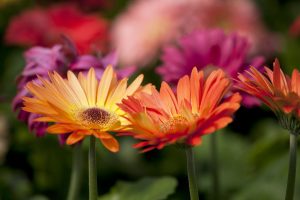 Gerbera semina ad aprile