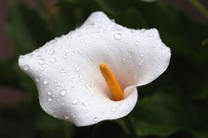 Calla semina ad aprile