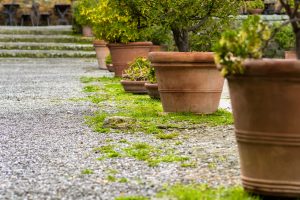 Aceto in giardino eliminare erbacce