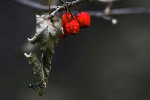 Aceto in giardino allontanare i moscerini