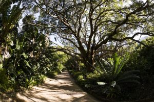 Kirstenbosch botanical garden cape town