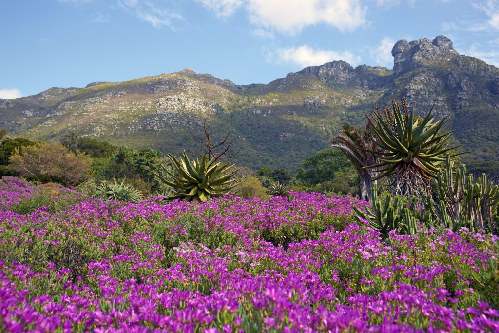 View of Kirstenbosch Botanical Gardens with flowers blooming