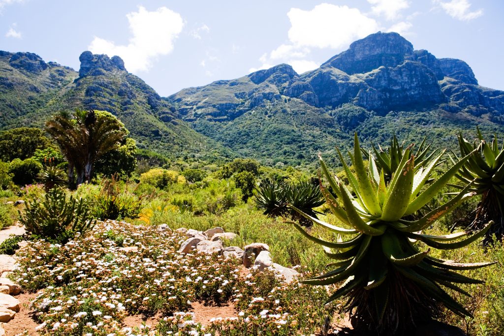 Kirstenbosch Botanical Garden