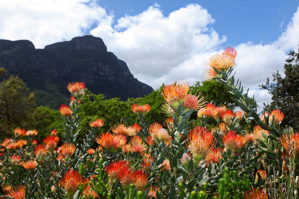 Kirstenbosch Botanical Gardens Protea Flowers