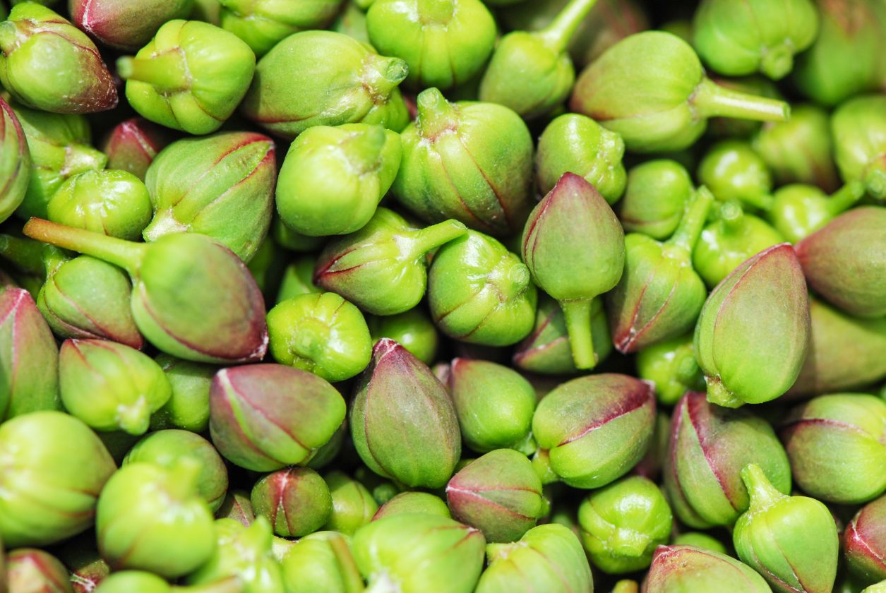 Coltivare i capperi: ecco come fare! | Fito
