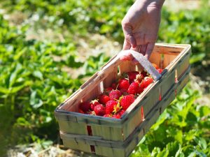 Lavori orto maggio raccolta