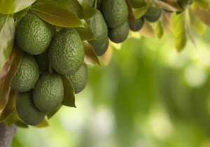 Come coltivare avocado